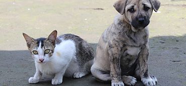 TOGETHER WE PROVIDED 15,000 MEALS FOR ABANDONED CATS AND DOGS
